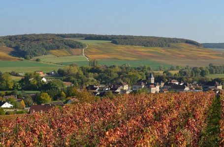 Weinindustrie Englischkurs